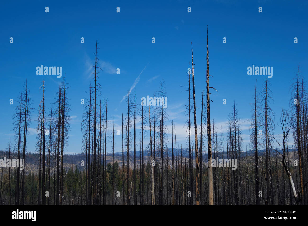 Trees burnt by forest fire hi-res stock photography and images - Alamy