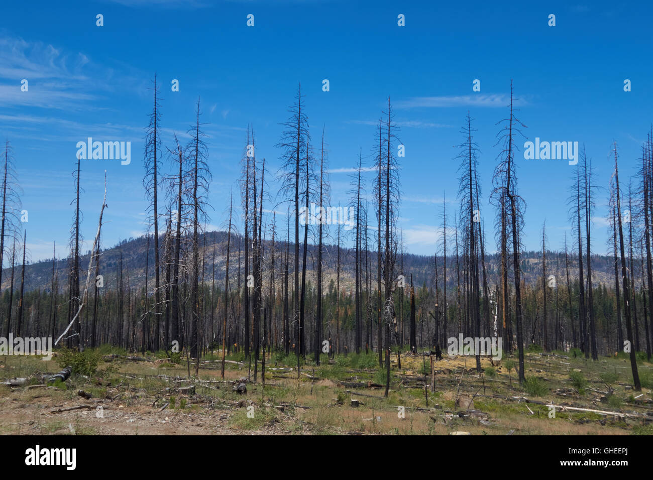 Burnt trunks of trees destroyed by forest fire. California. USA Stock ...