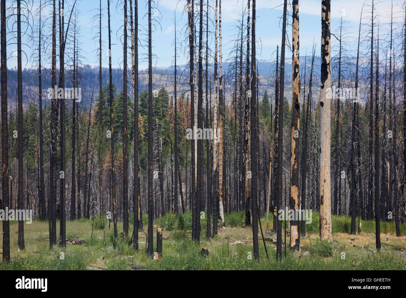 Burnt trunks of trees destroyed by forest fire. California. USA Stock Photo