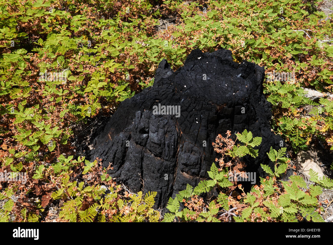 Tree stump burnt by fire hi-res stock photography and images - Alamy