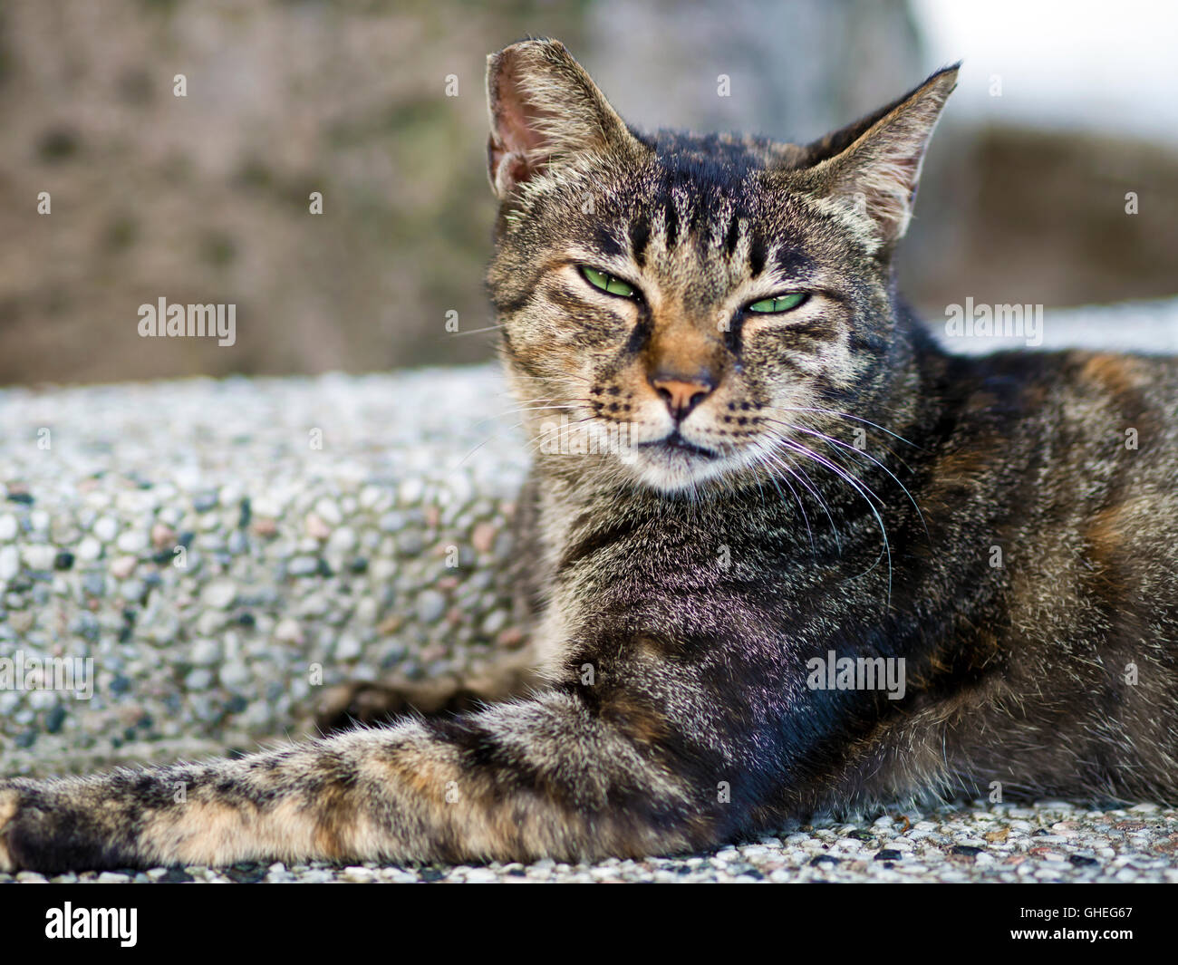 tabby cat with sleepy face lying on ground Stock Photo