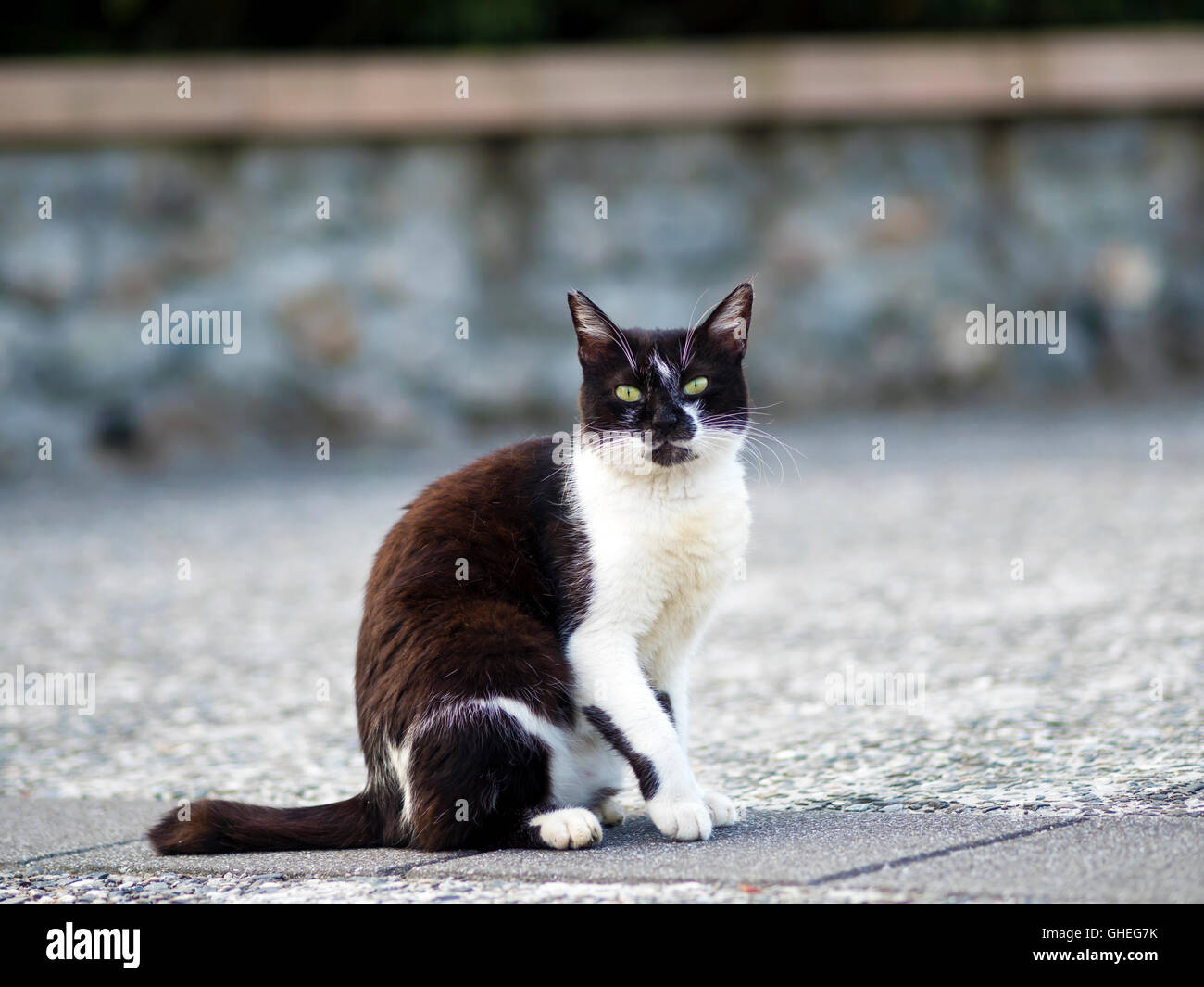 black white domestic cat lying on ground with bokeh background Stock Photo