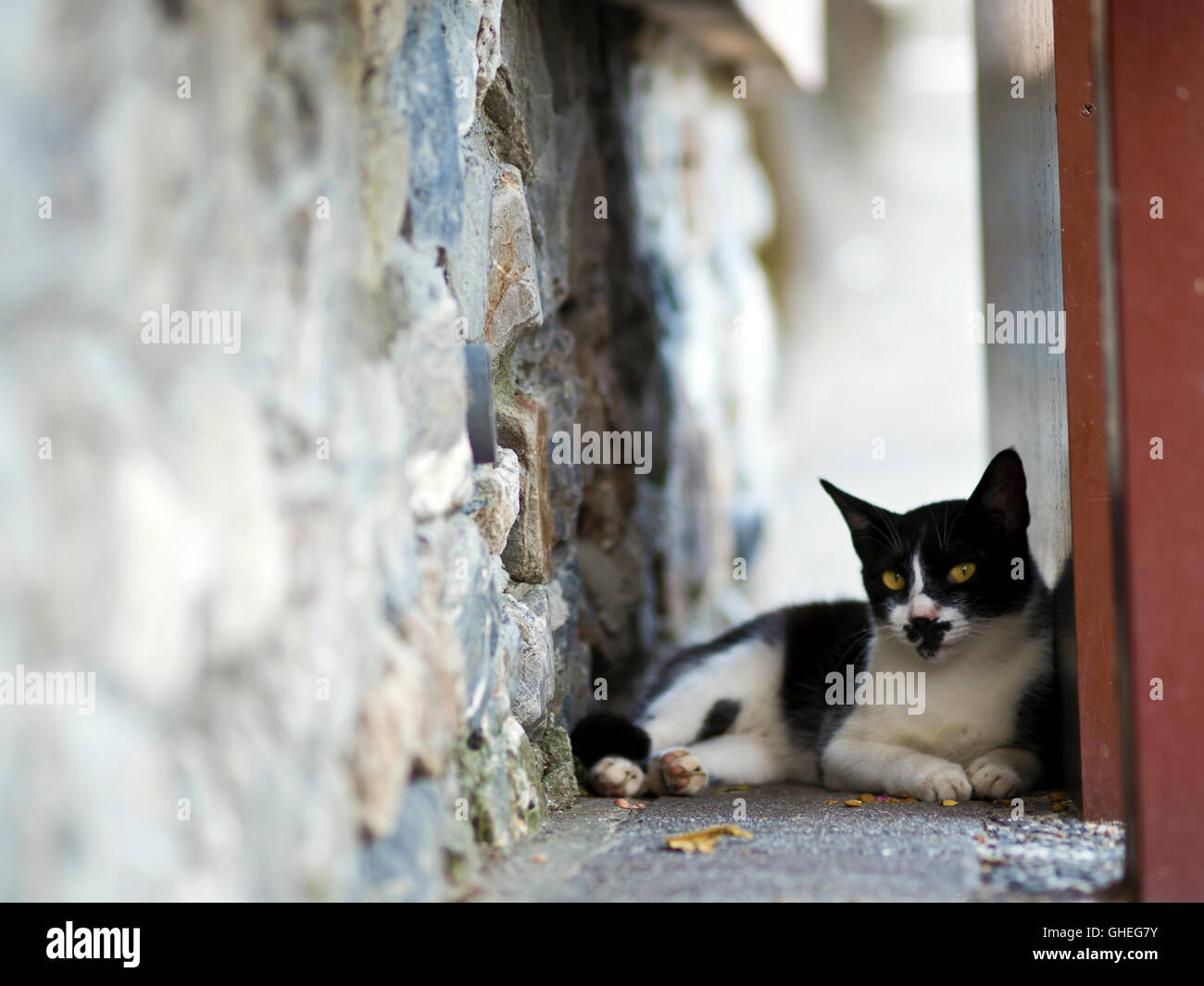 black white domestic cat lying on ground with bokeh background Stock Photo