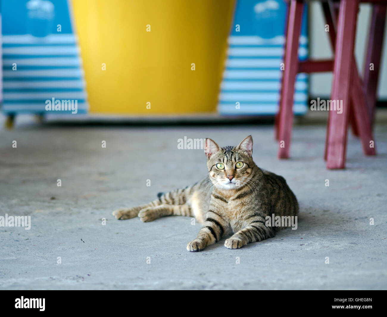 tabby cat looking forward lying on ground Stock Photo