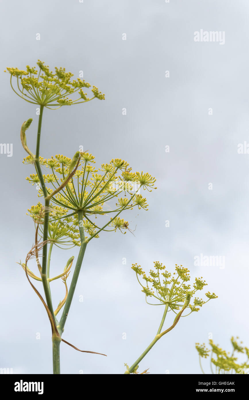 Flowers of the umbellifer called Fennel Stock Photo