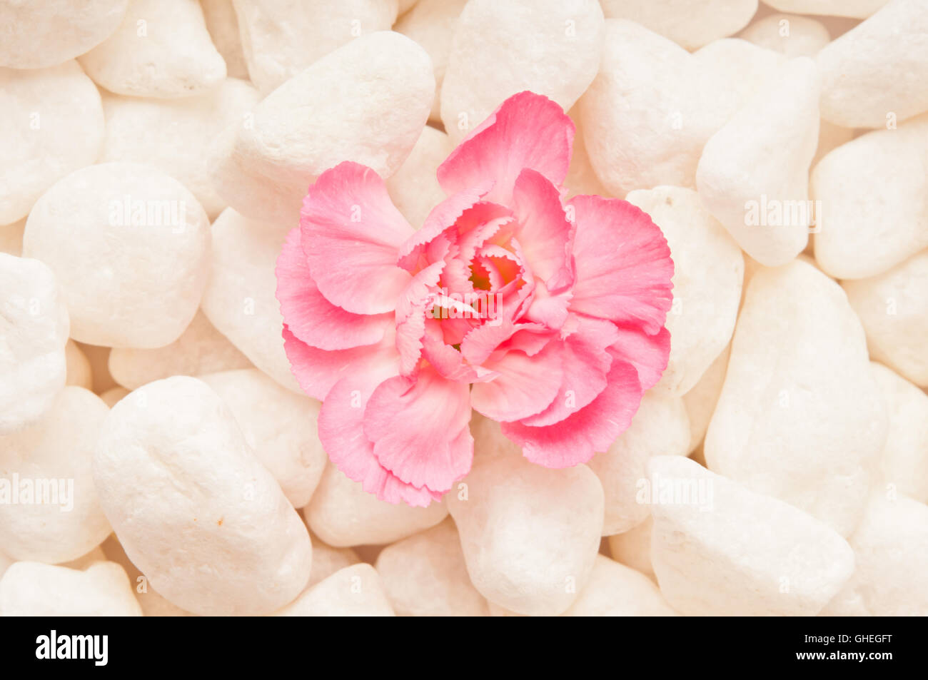 pink carnation flower, meditation and mindfulness concept Stock Photo