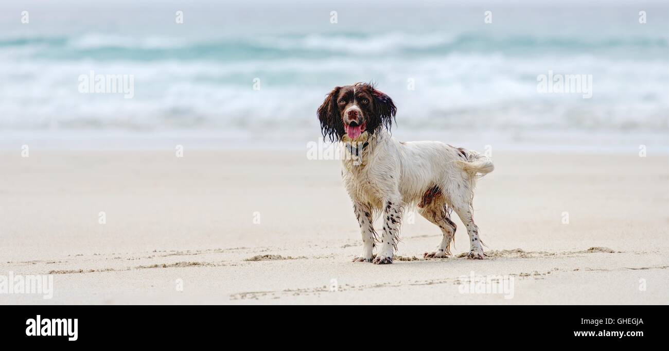 A Springer Spaniel enjoying the empty beach, white sands and blue sea frame a wet dog waiting for the next ball to be thrown. Stock Photo