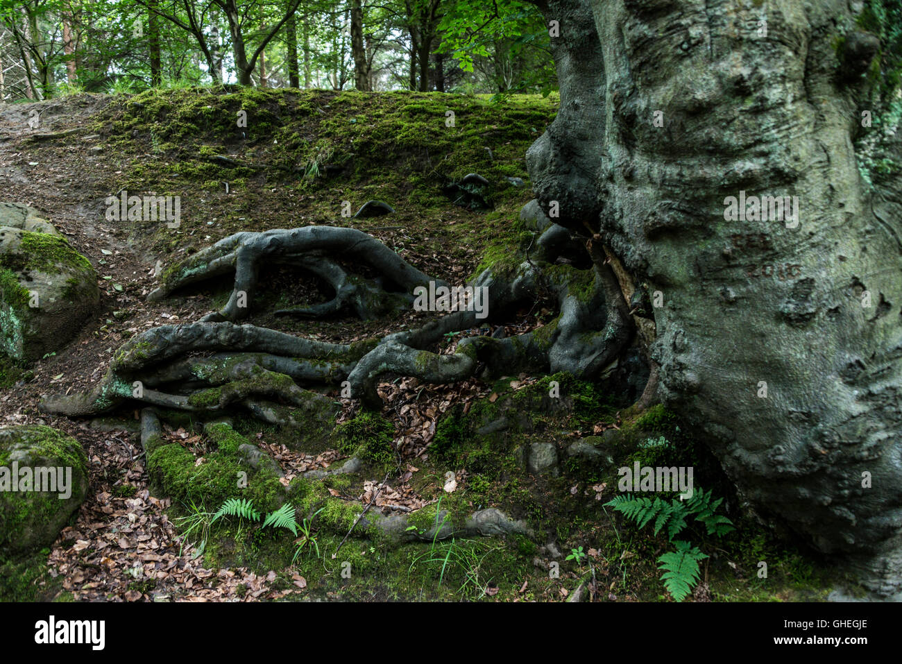 Tree roots on the bank of the river Almond, Livingston, West Lothian ...