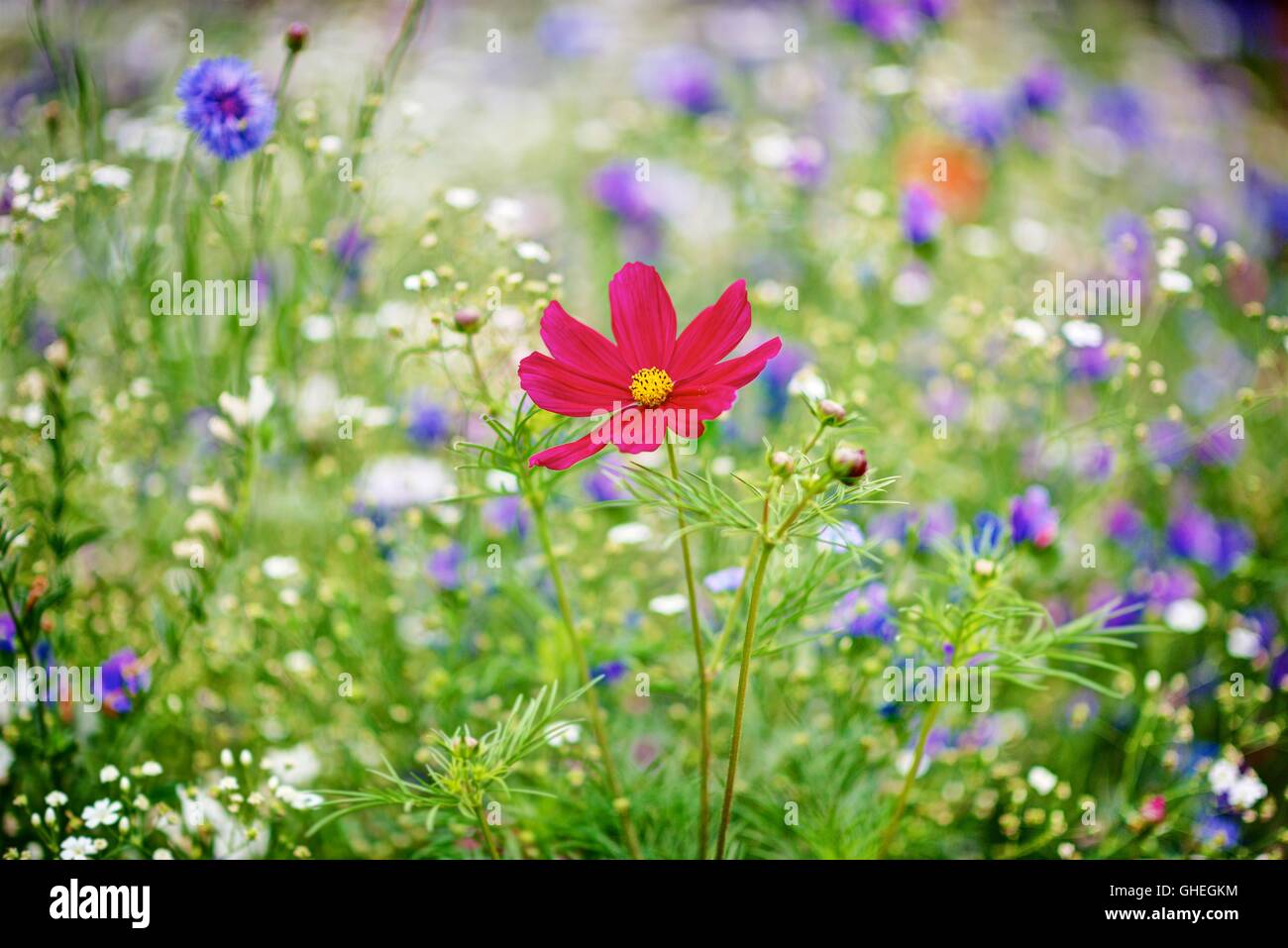 A vivid, sharply rendered red Cosmos flower amongst a blurred background of wild meadow flowers. blue and white. Green foliage Stock Photo