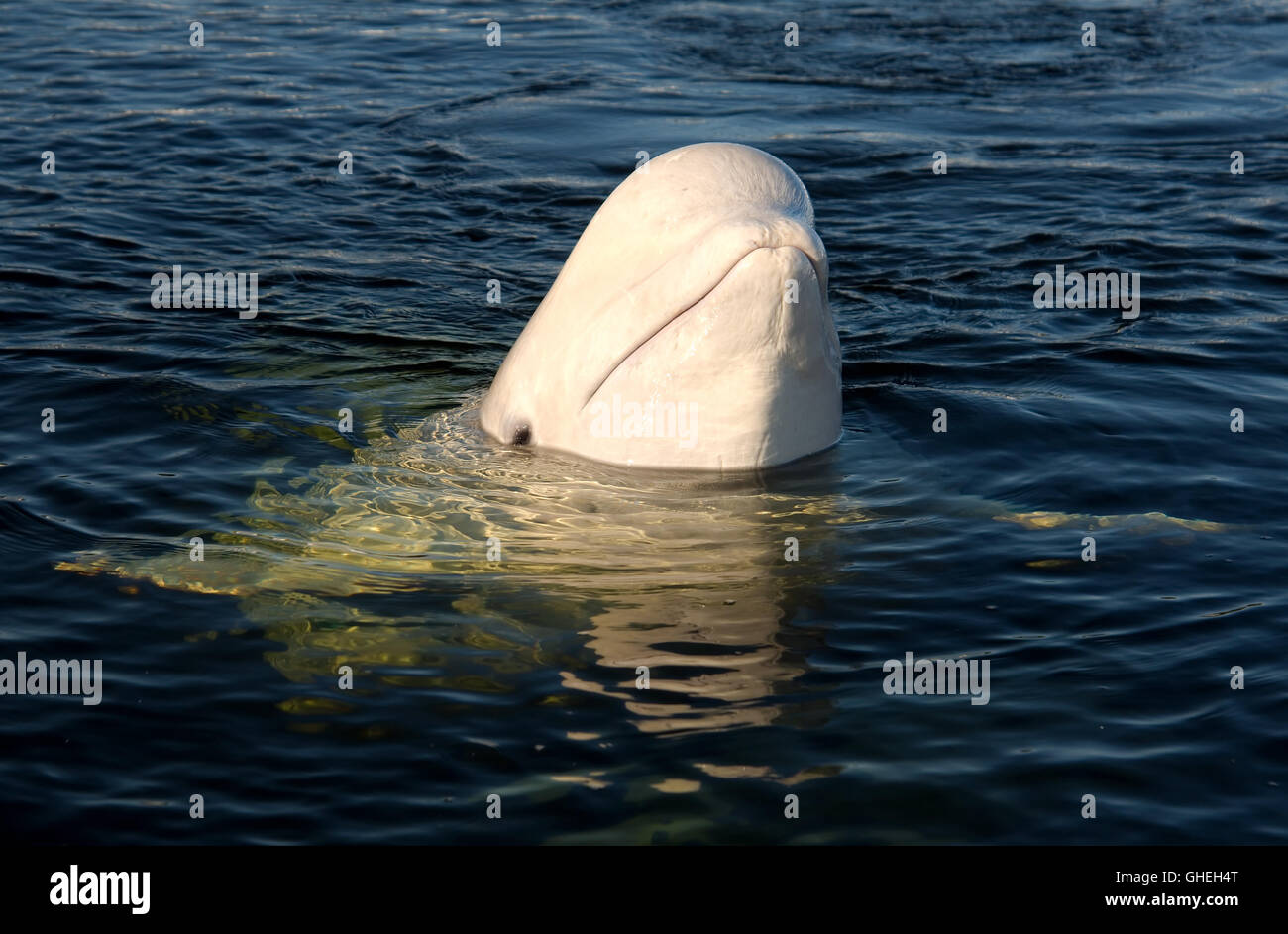 Portrait of the Beluga whale. White whale (Delphinapterus leucas) in the White Sea, Russian Arctic Stock Photo