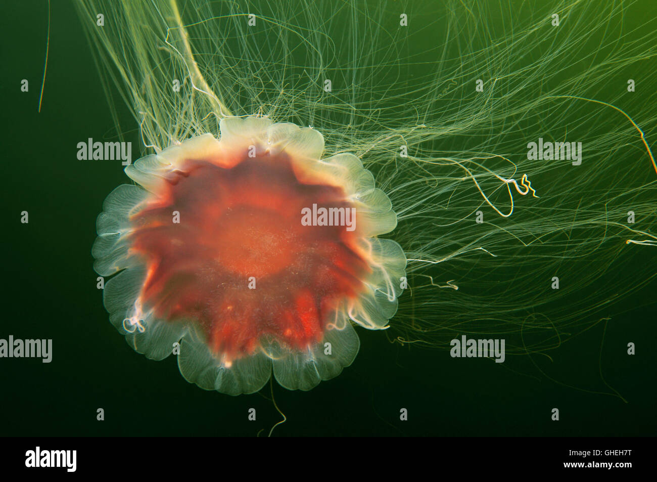 Lion's mane jellyfish, Giant jellyfish or Hair jelly (Cyanea capillata) White Sea, Russian Arctic Stock Photo