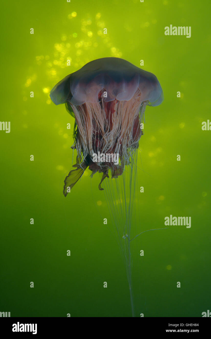 Lion's mane jellyfish, Giant jellyfish or Hair jelly (Cyanea capillata) White Sea, Russian Arctic Stock Photo