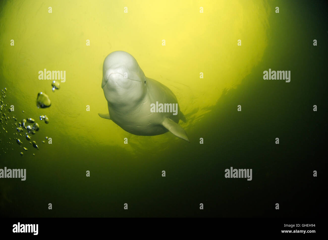 Beluga whale or White whale (Delphinapterus leucas) in Russian Arctic