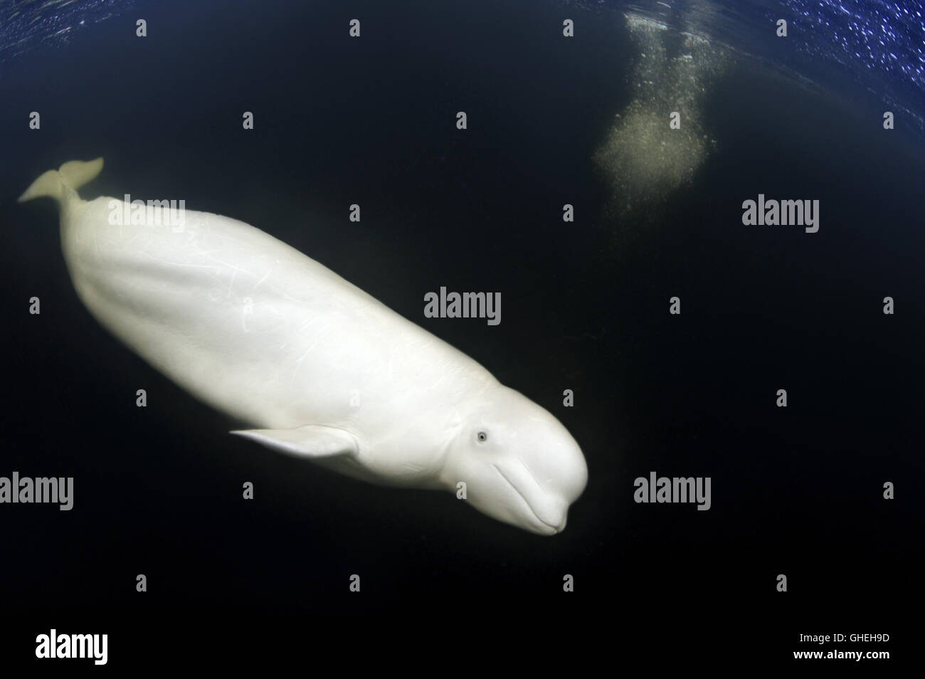 Beluga whale or White whale (Delphinapterus leucas) in Russian Arctic Stock  Photo - Alamy, image size:1300x954