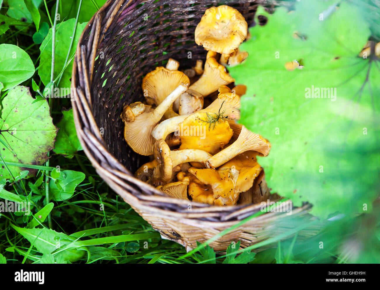 Basket of freshly harvested chanterelles mushrooms on grass in forest Stock Photo