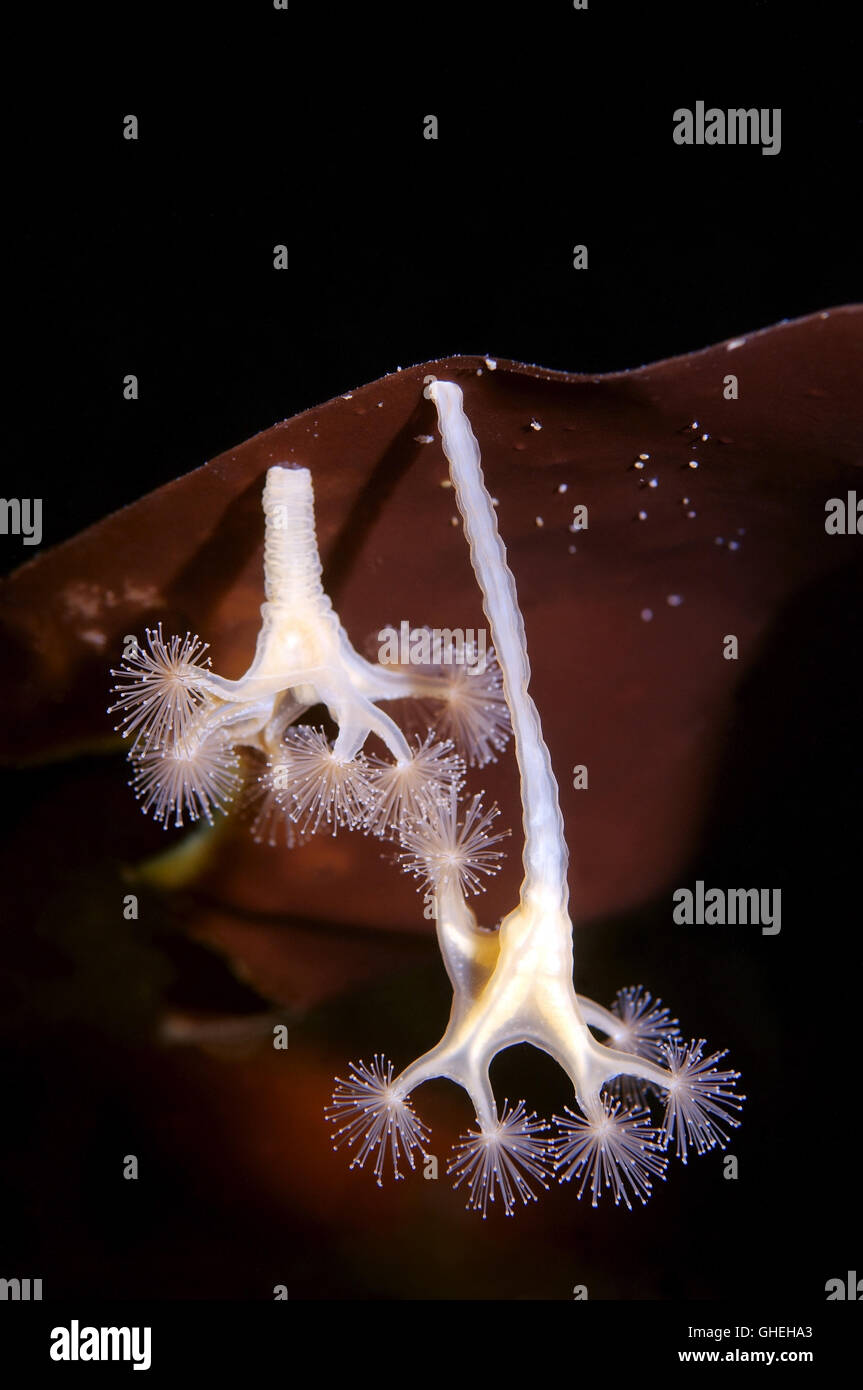 Two Stalked Jellyfish or Kaleidoscope Jellyfish (Lucernaria quadricornis) White sea, Russian Arctic Stock Photo