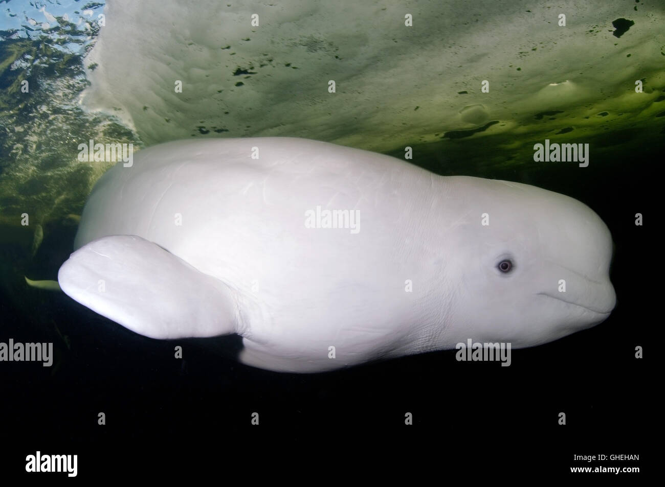 Beluga Whale Swim Under Ice White Whale Delphinapterus Leucas Arctic White Sea North