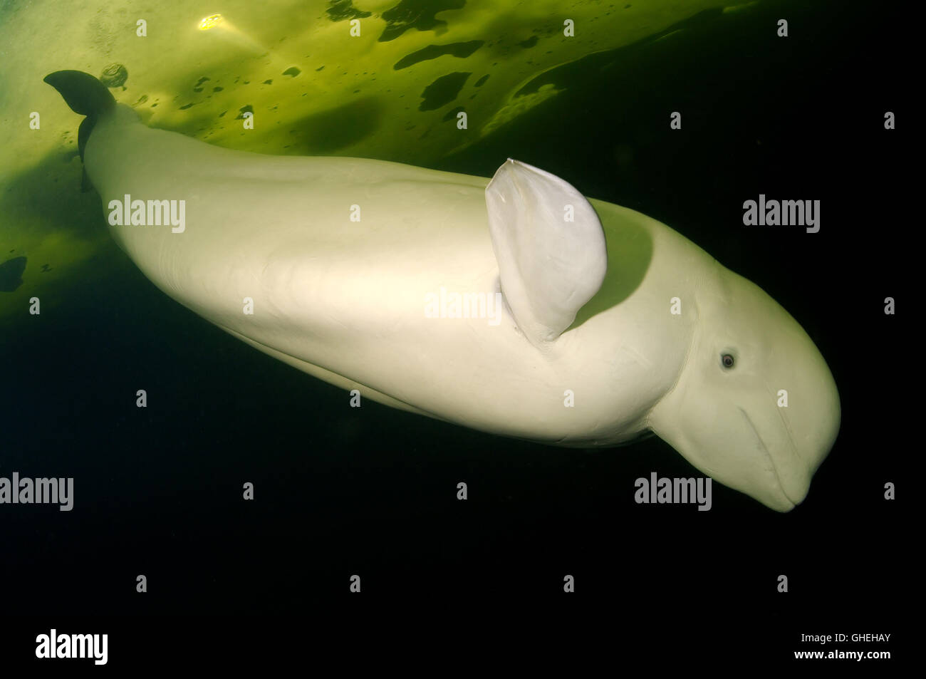 Beluga whale or White whale (Delphinapterus leucas) under ice in Russian Arctic Stock Photo