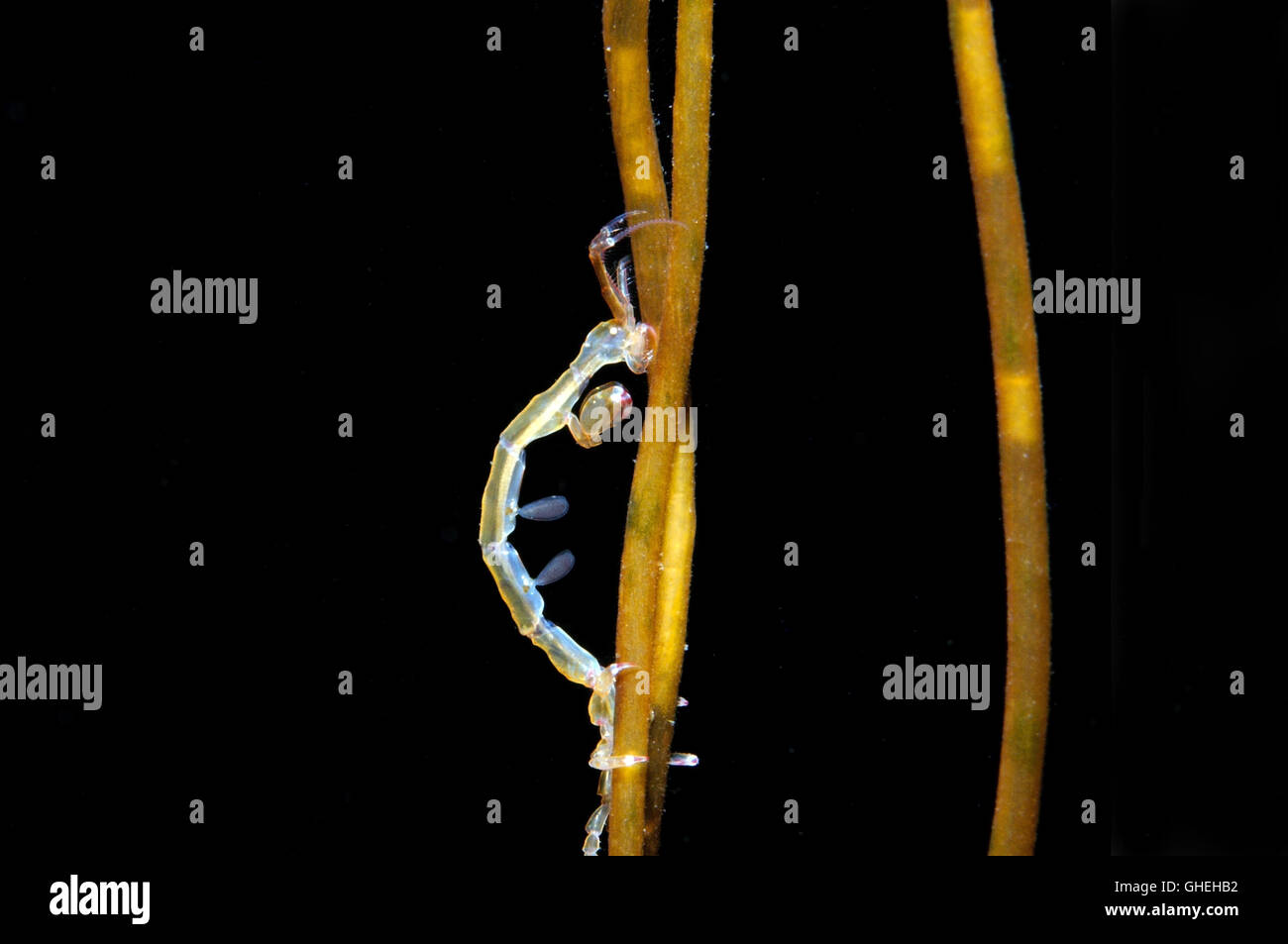 Linear Skeleton Shrimp or ghost shrimps (Caprella linearis) White sea, Russian Arctic Stock Photo