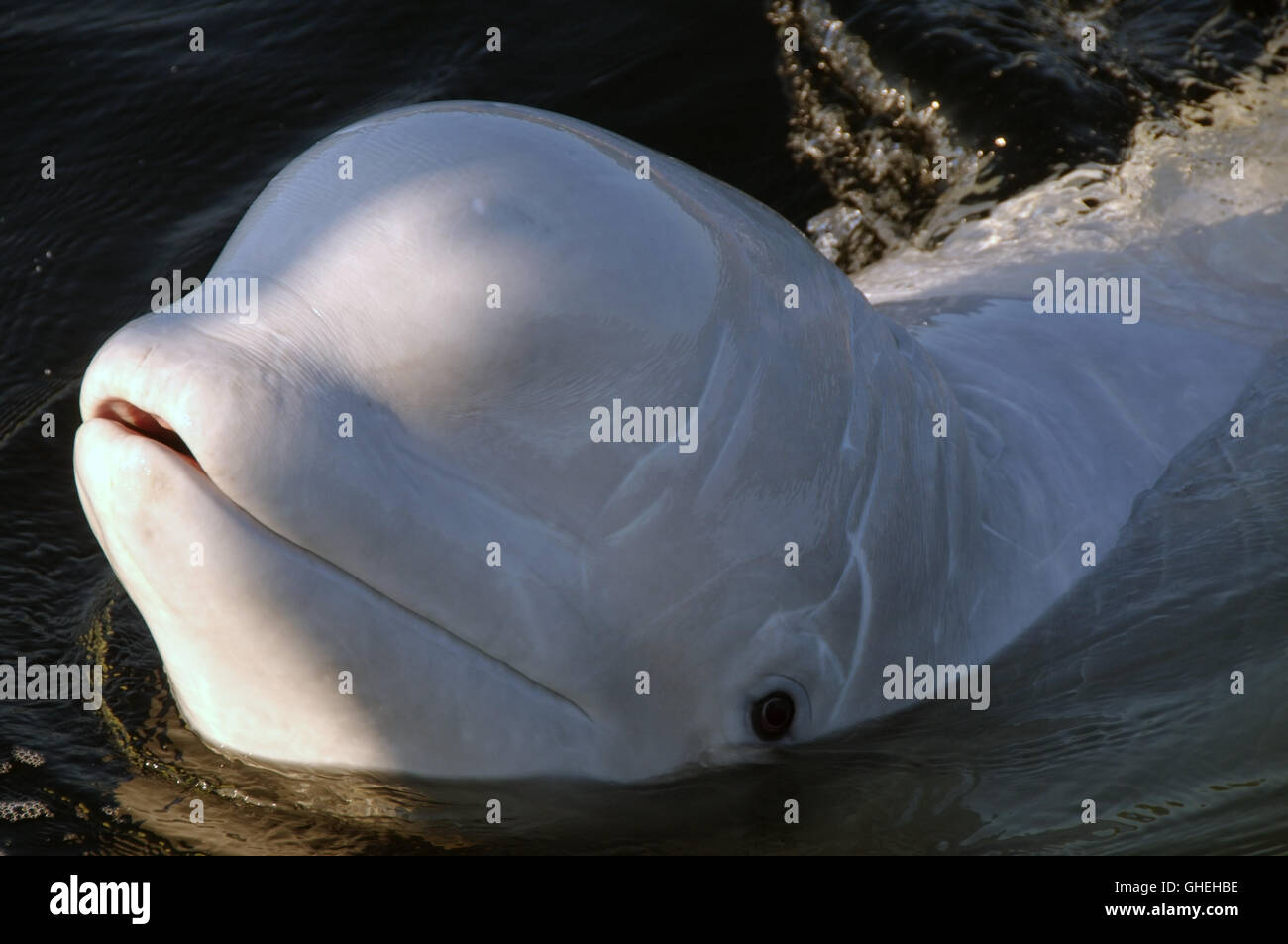 Portrait Of Beluga Whale White Whale Delphinapterus Leucas In White Sea Russia Arctic Stock