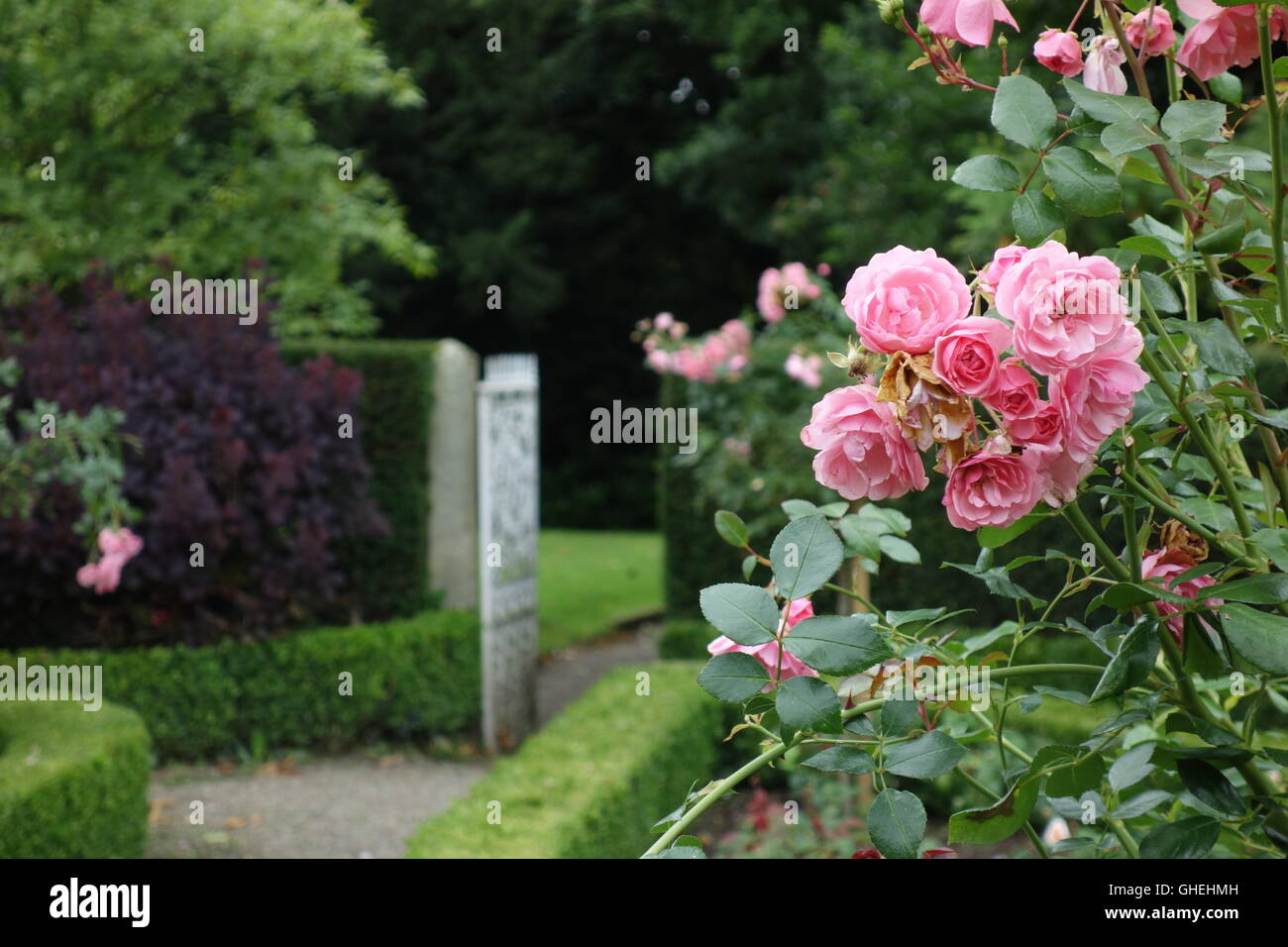 Pink roses in rosegarden, the Argory, Northern Ireland Stock Photo Alamy