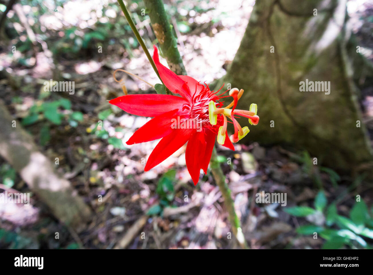 Scarlet Passion flower Passiflora coccinea, Costa Rica, Central America Stock Photo