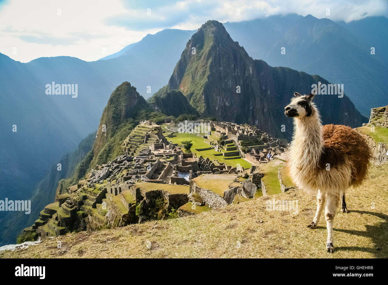 Llama in front of ancient inca town of Machu Picchu Stock Photo