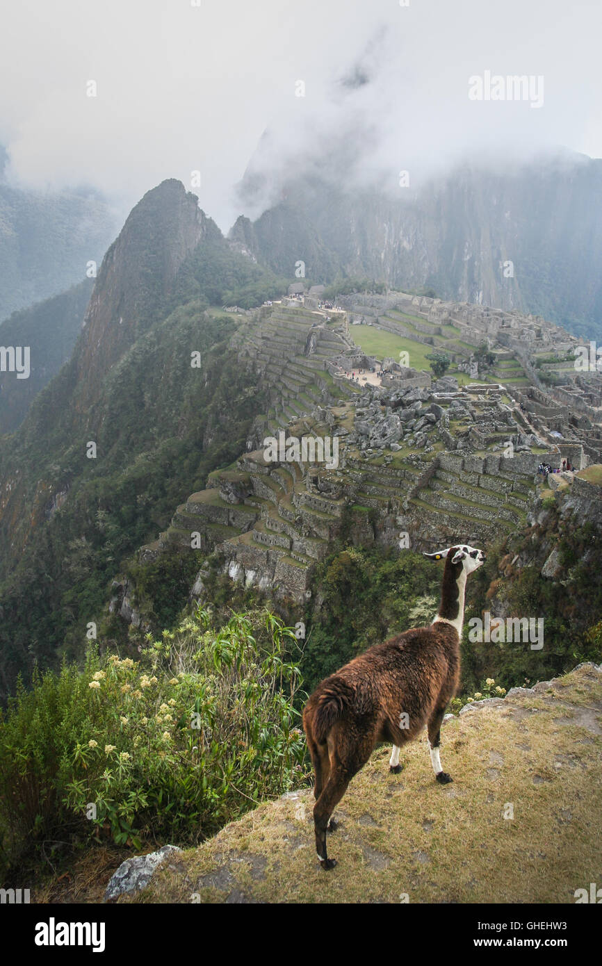 Llama in mist at machu picchu hi-res stock photography and images - Alamy