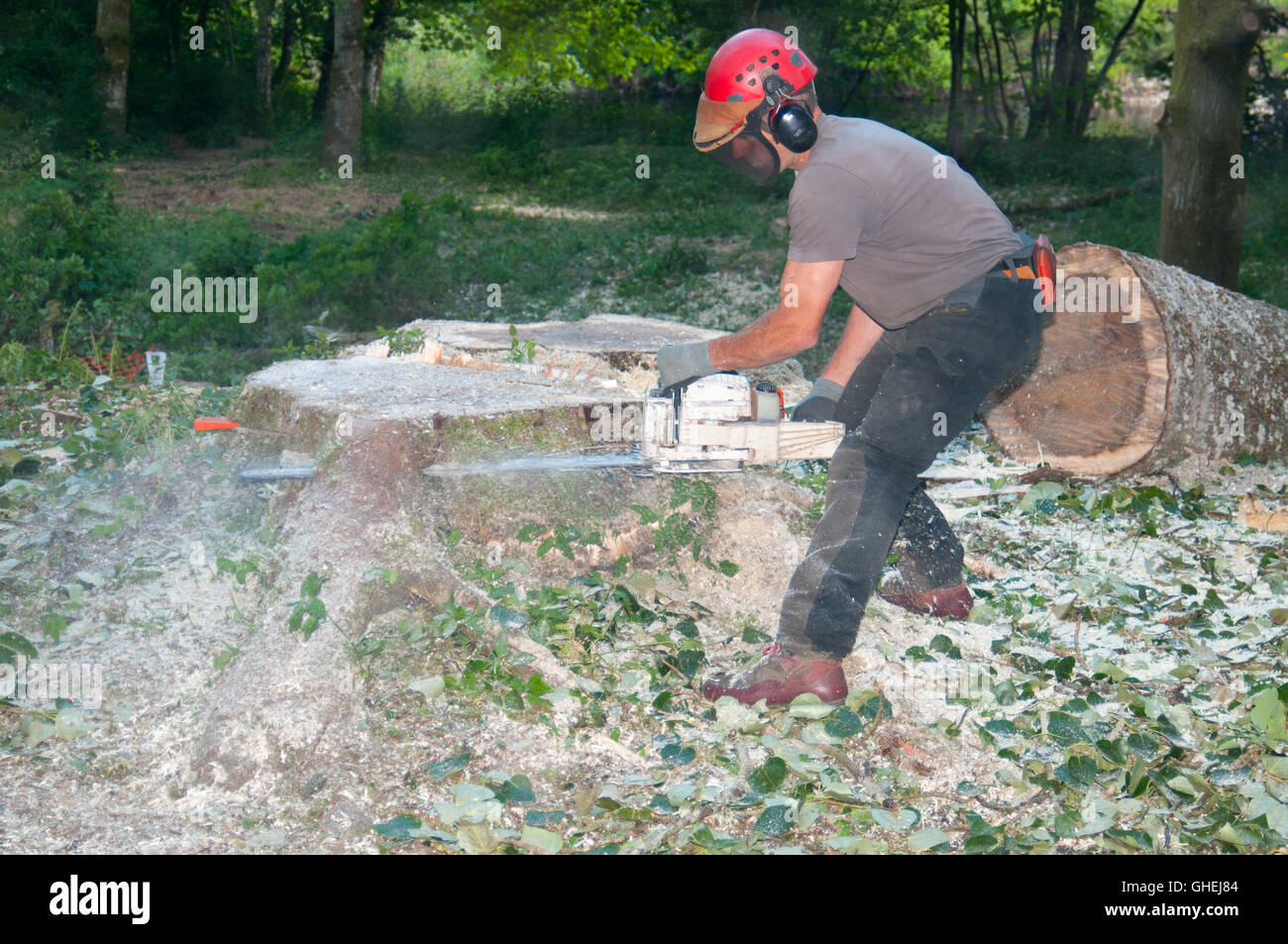 Tree surgeon wearing protective clothing cutting tree stump with a ...