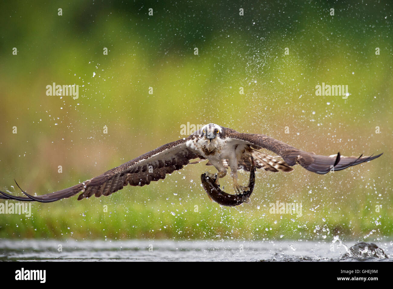 Osprey (Pandion haliaetus) – Scotland, UK Stock Photo