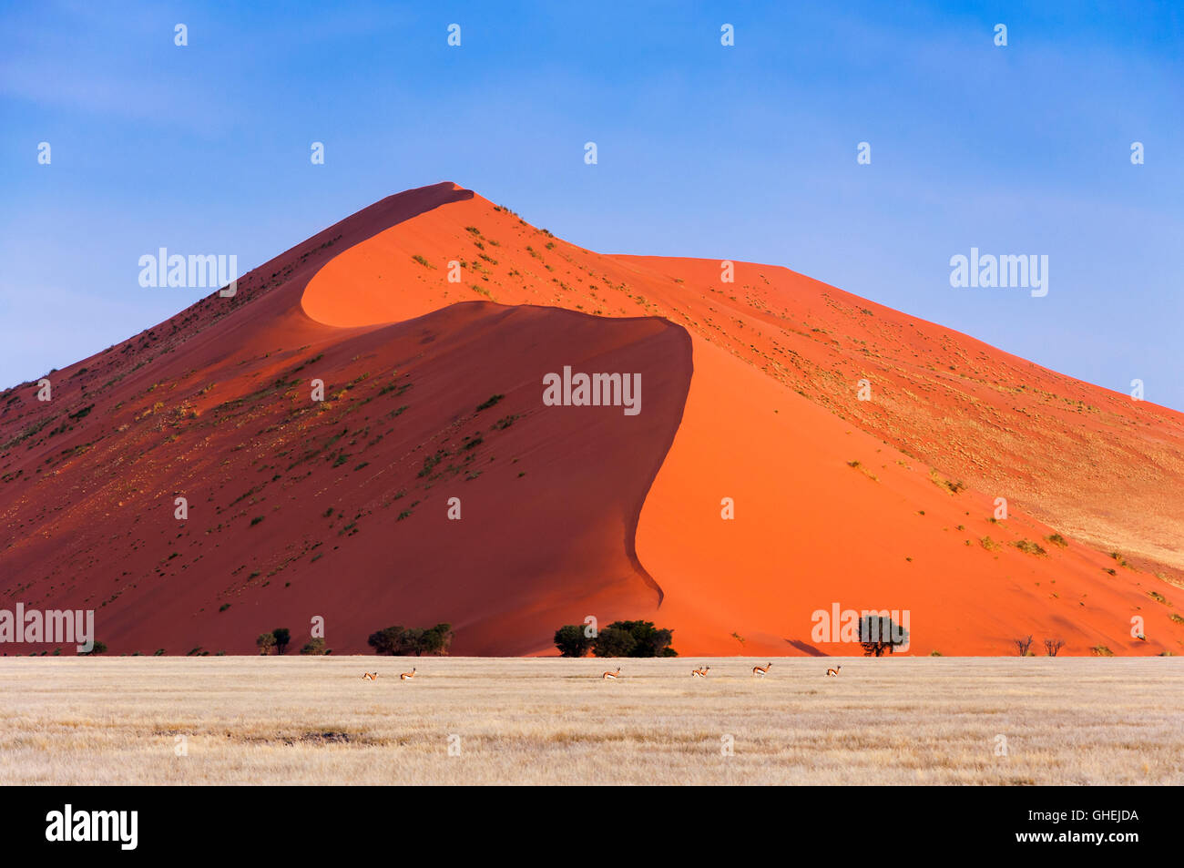 Herd of Springbok passing in front of a red dune in Sossusvlei, Namibia; Concept for traveling in Africa and Safari Stock Photo