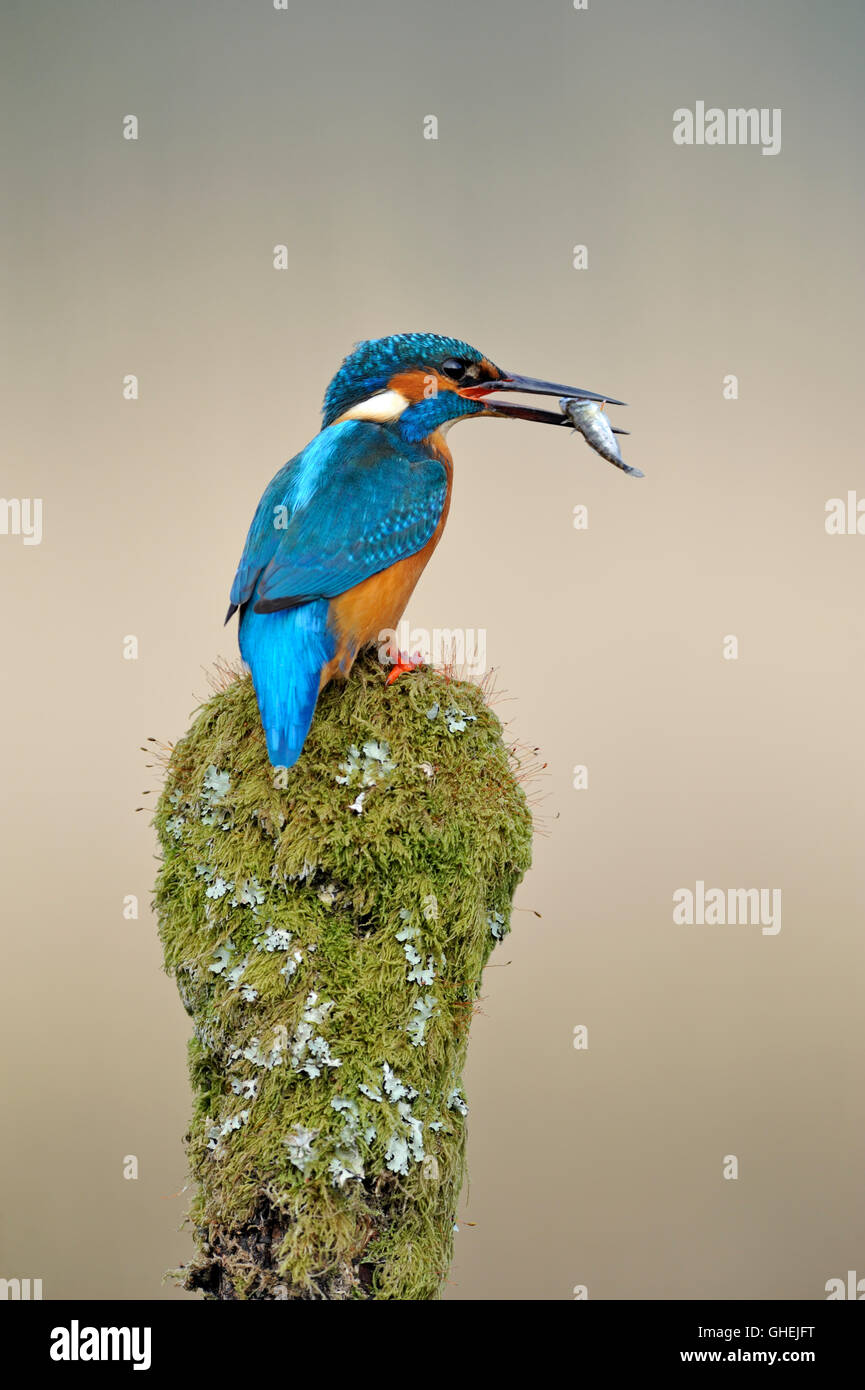 Common kingfisher (Alcedo atthis) - UK Stock Photo