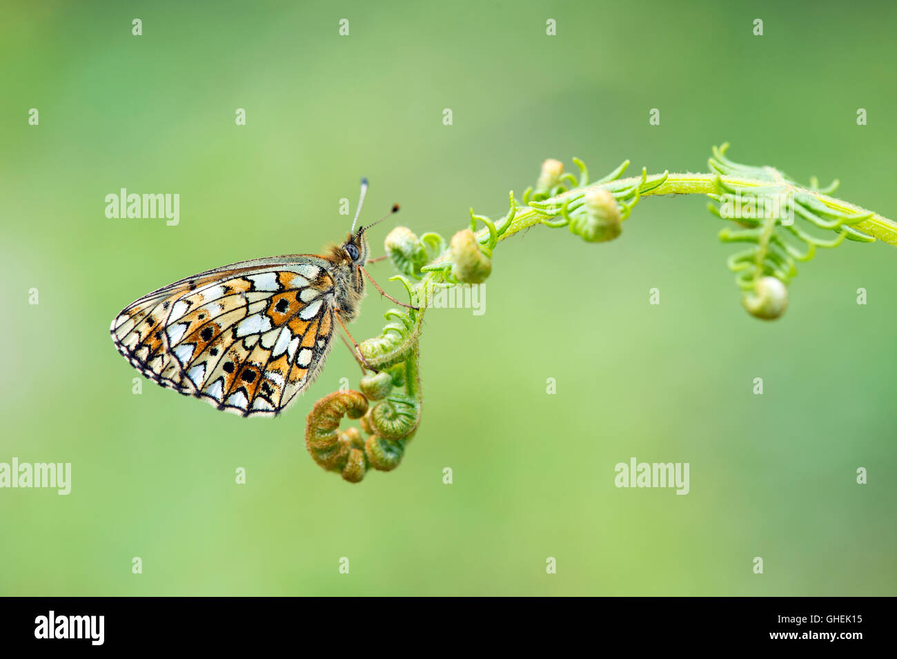 Small pearl bordered fritillary butterfly (Boloria selene) on bracken - UK Stock Photo