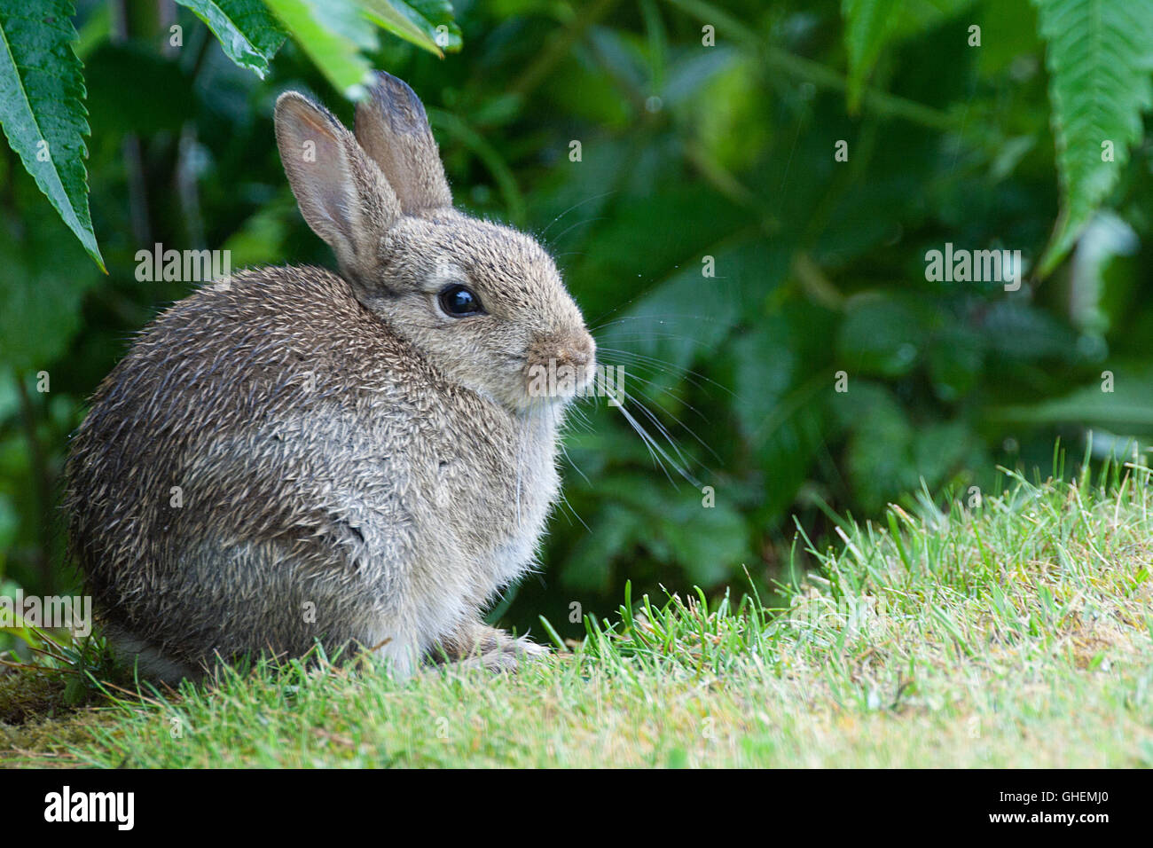 Young Rabbit sheltering from the rain Stock Photo Alamy