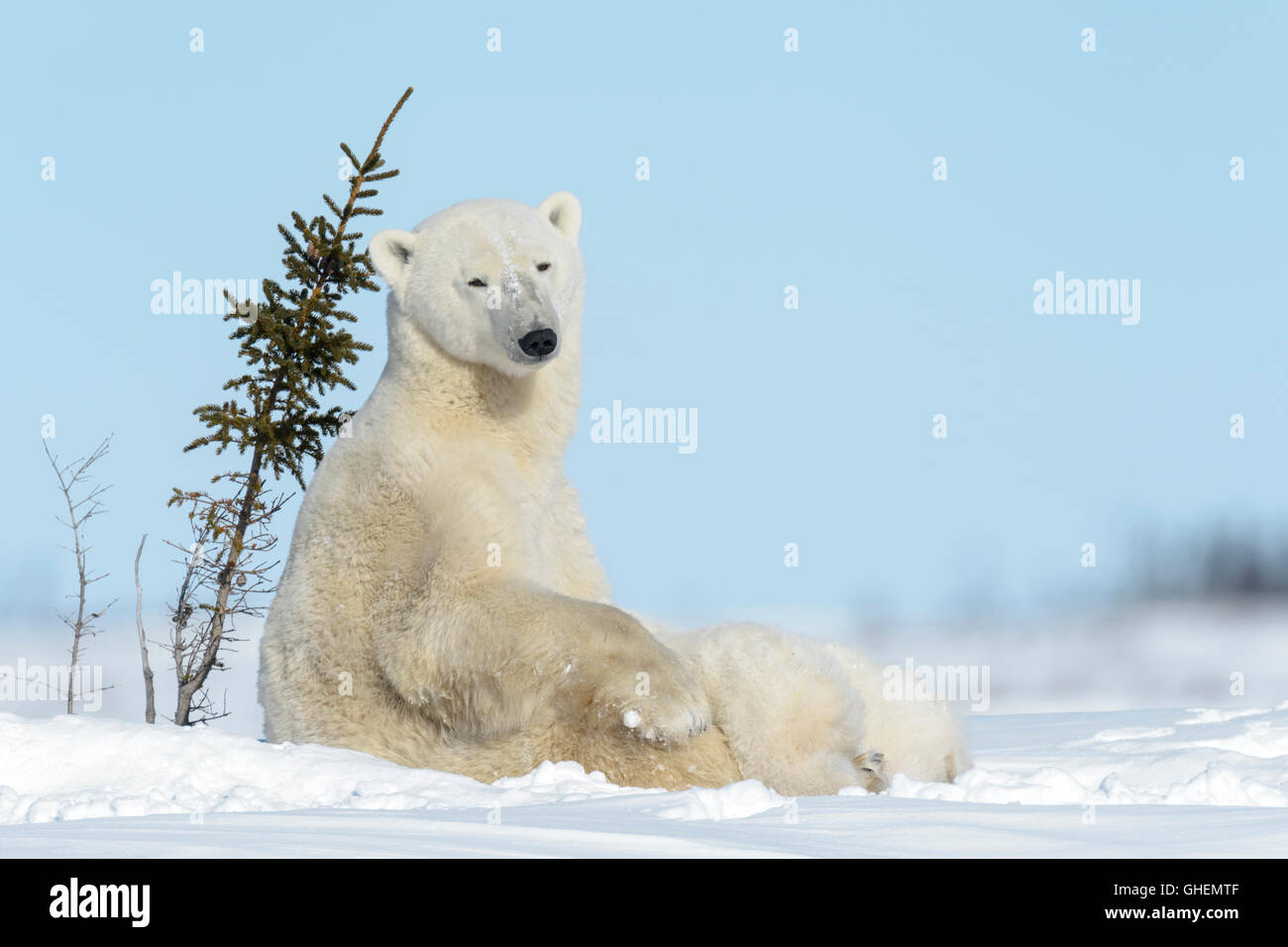 Polar bear mother (Ursus maritimus) nursing and feeding two cubs, Wapusk National Park, Manitoba, Canada Stock Photo