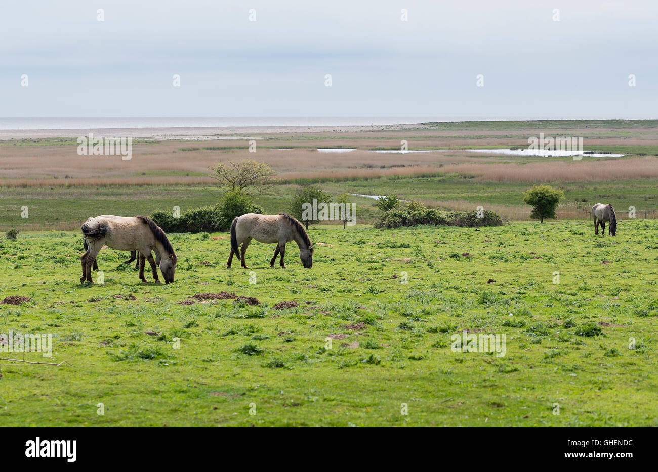 Wild ponies, Konik Polski, between the sea and Dunwich Forest in Suffolk, England Stock Photo