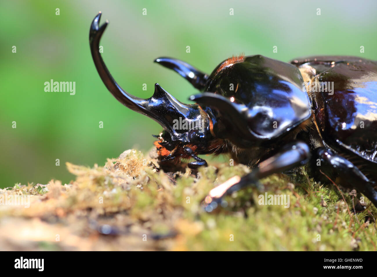 Mars elephant beetle (Megasoma mars) in Ecuador Stock Photo