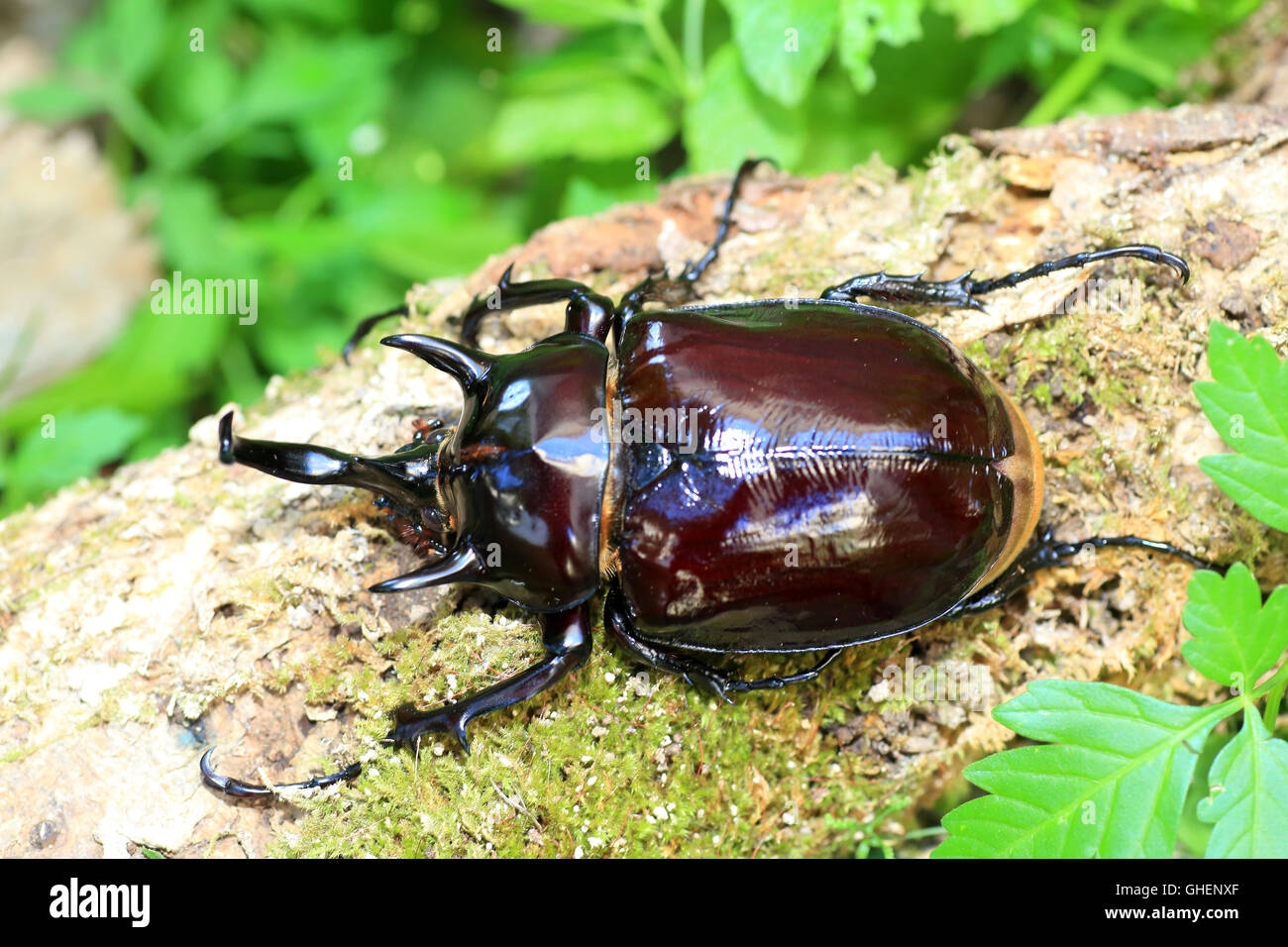 Mars elephant beetle (Megasoma mars) in Ecuador Stock Photo