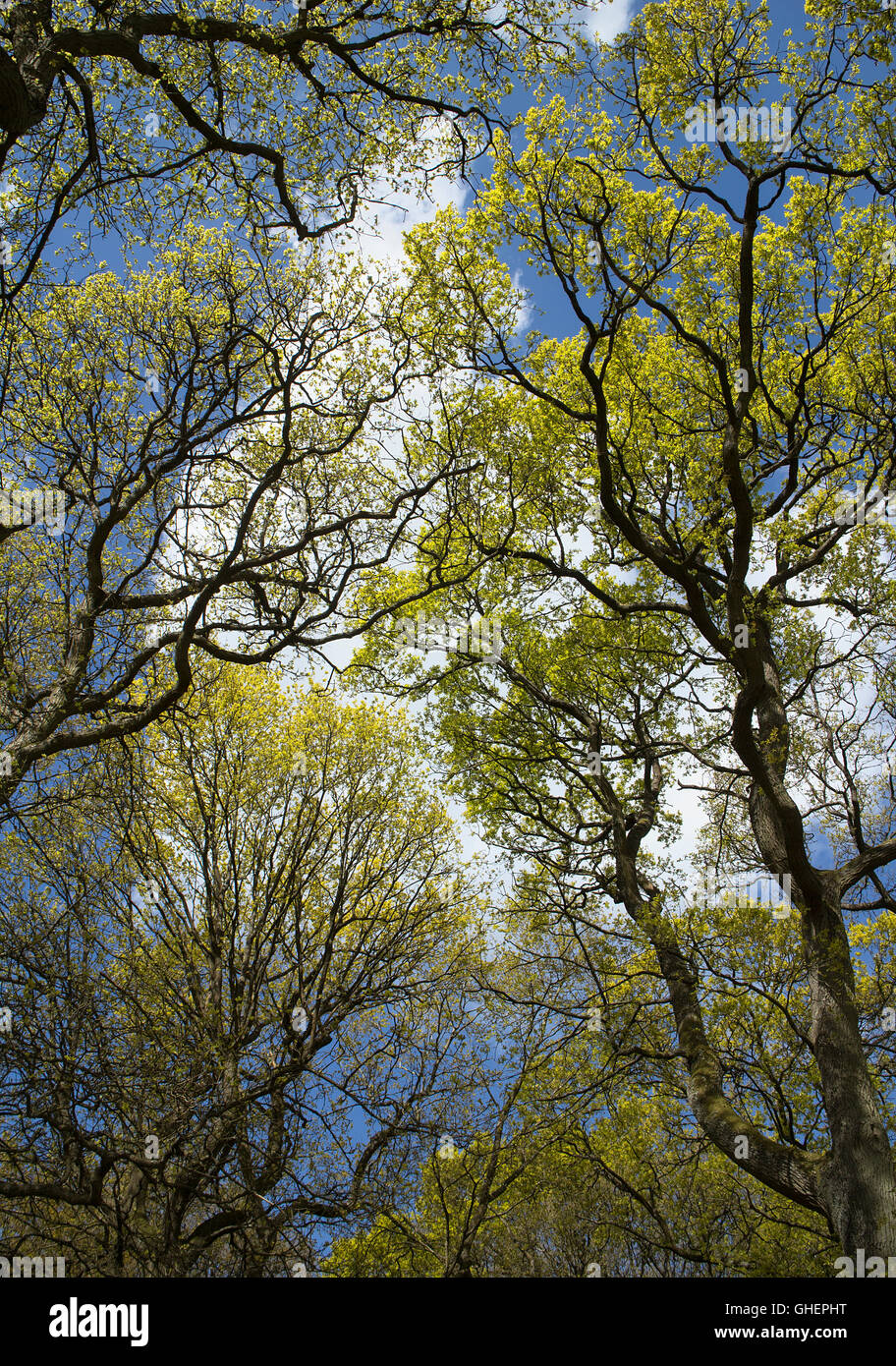 Oak trees blue sky hi-res stock photography and images - Alamy
