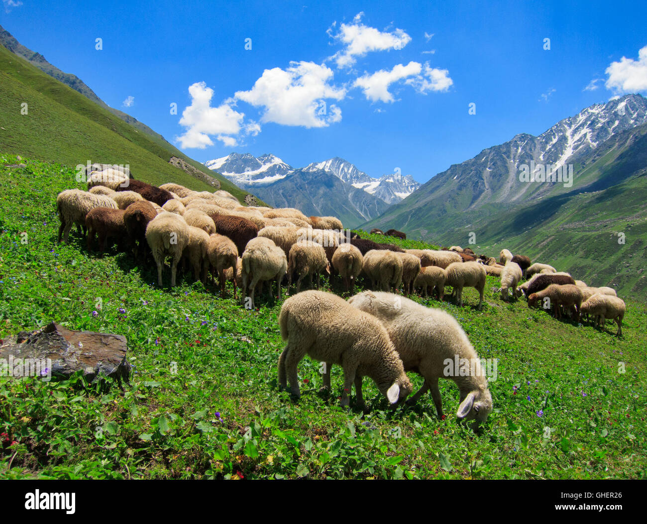 Herd of Sheep grazing in a meadow - Bhaba Pass Trekking trail (Himachal Pradesh, India) Stock Photo