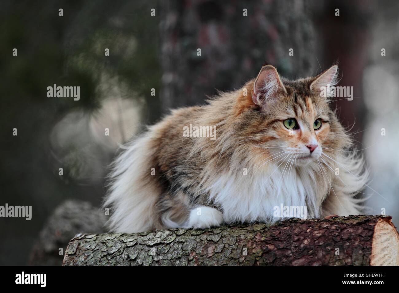 Norwegian forest cat with alert expression Stock Photo
