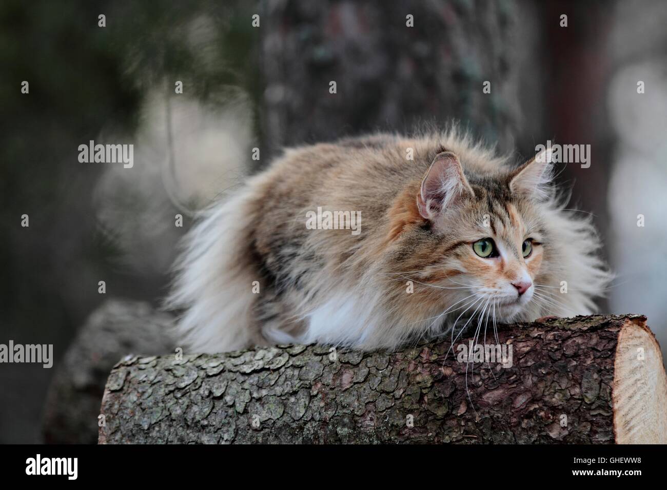 Norwegian forest cat female on a log Stock Photo