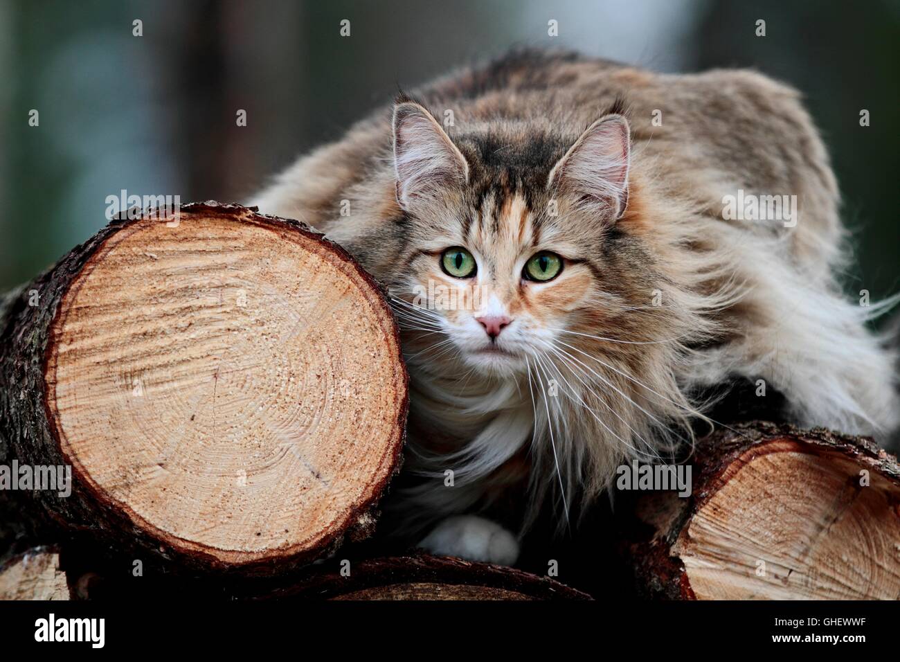 Norwegian forest cat female looking Stock Photo