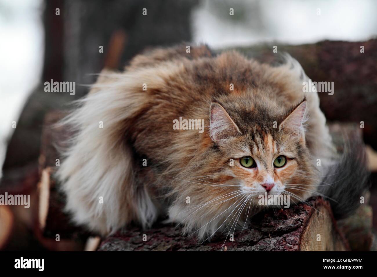 Norwegian forest cat female with alert expression Stock Photo - Alamy