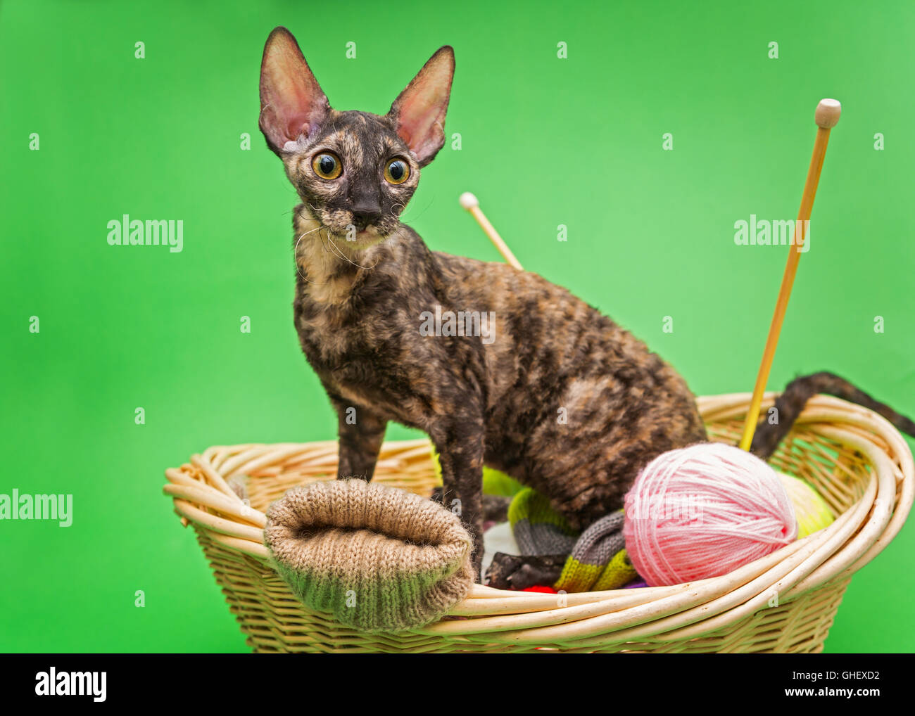 Cat Cornish Rex In The Basket Of Knitting On A Green Background Stock Photo Alamy
