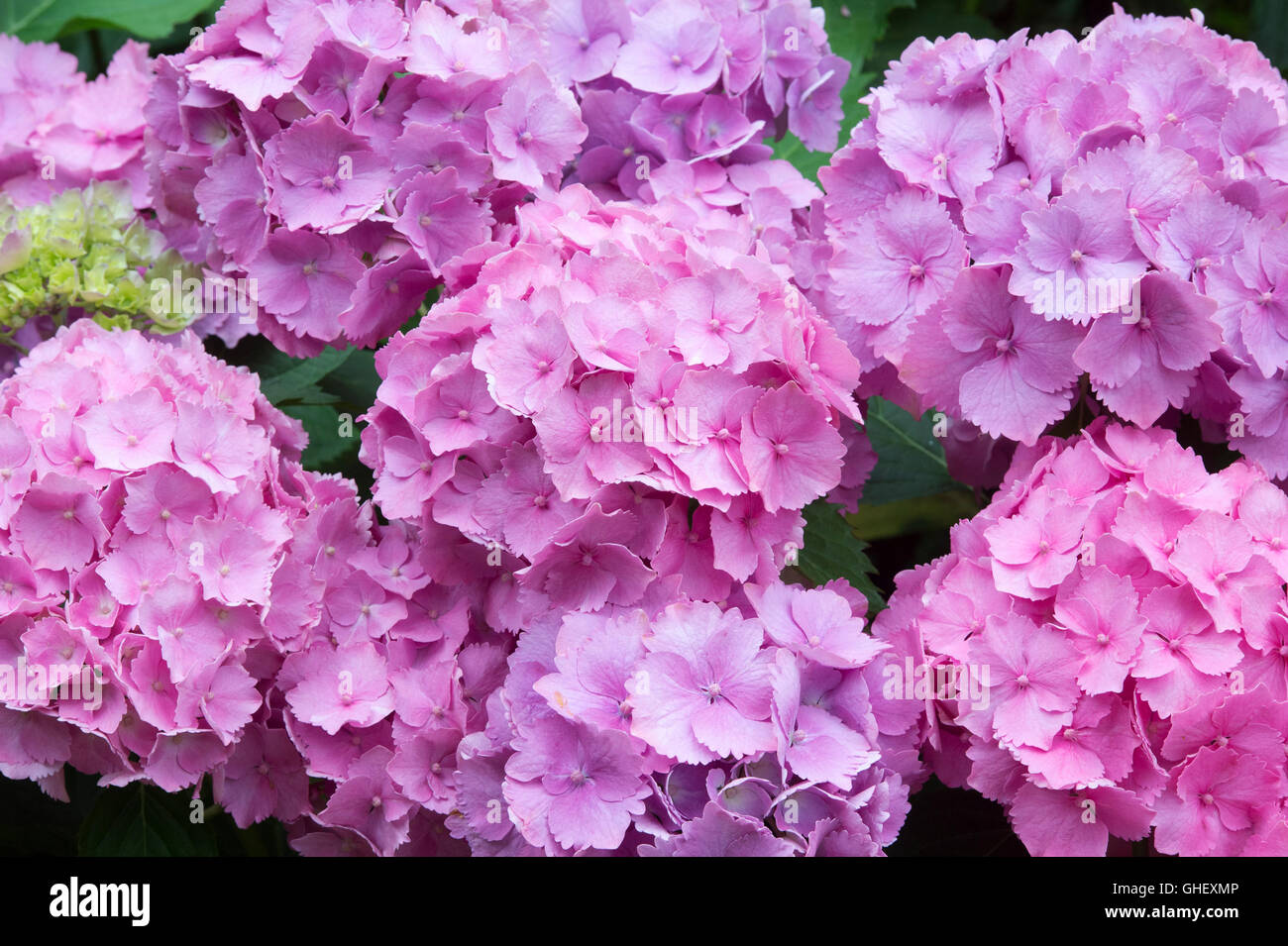 Hydrangea Macrophylla ‘Altona’. Mophead Hydrangea flowers Stock Photo