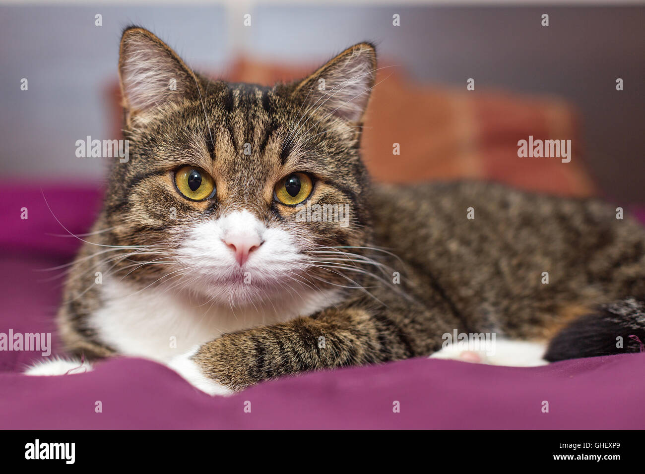 Beautiful gray cat lazily lying on her bed at home Stock Photo - Alamy