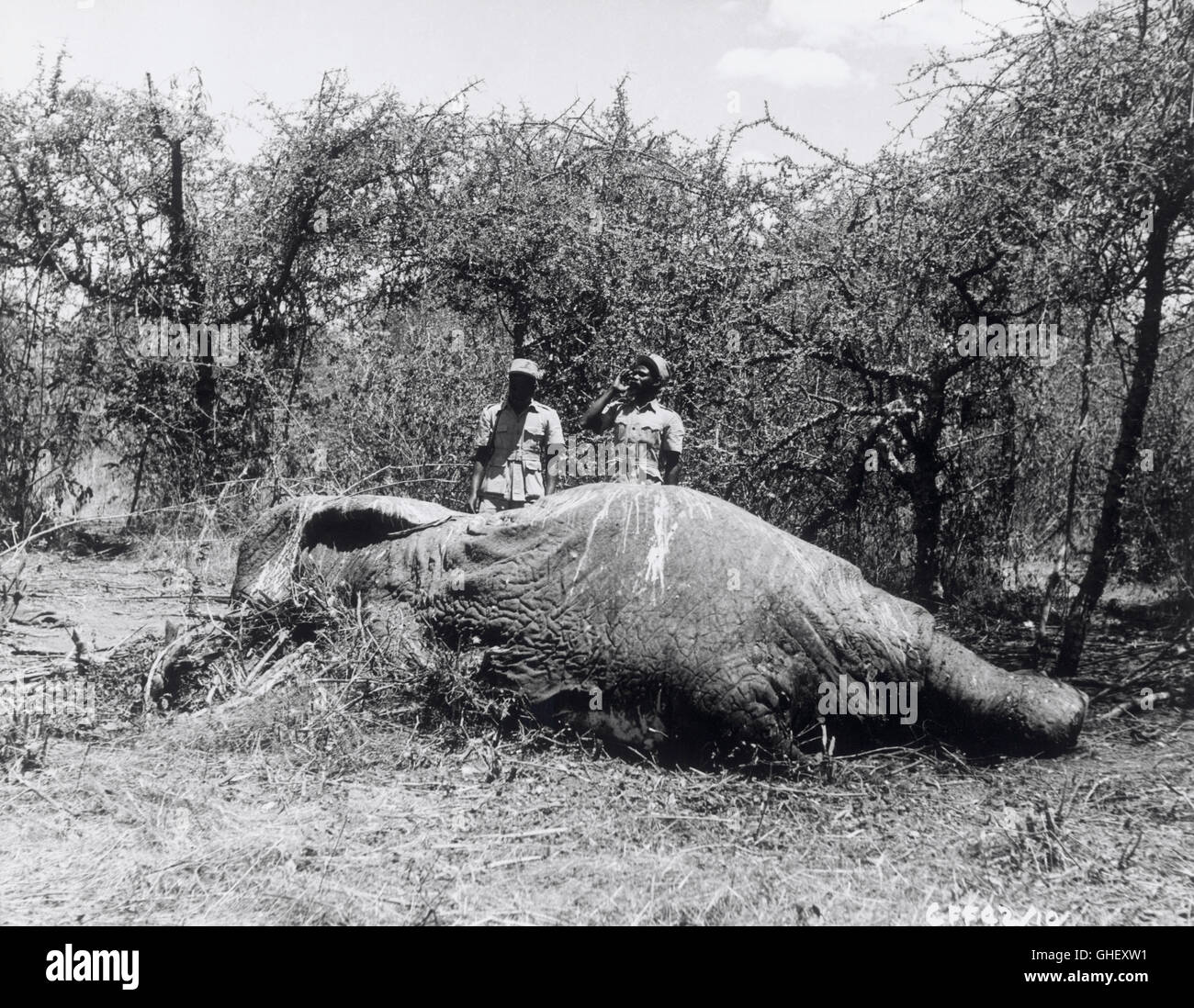 TOTO AND THE POACHERS UK 1958 Brian Salt Dead elephant in Africa. Regie: Brian Salt Stock Photo