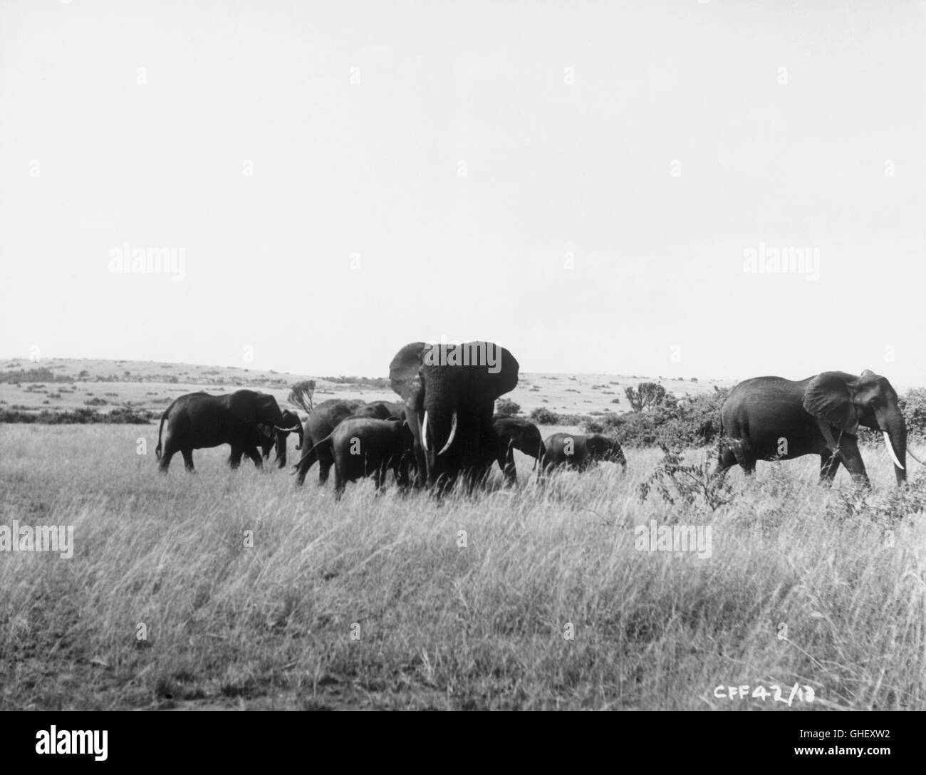 TOTO AND THE POACHERS UK 1958 Brian Salt Herd of elephants in Africa. Regie: Brian Salt Stock Photo