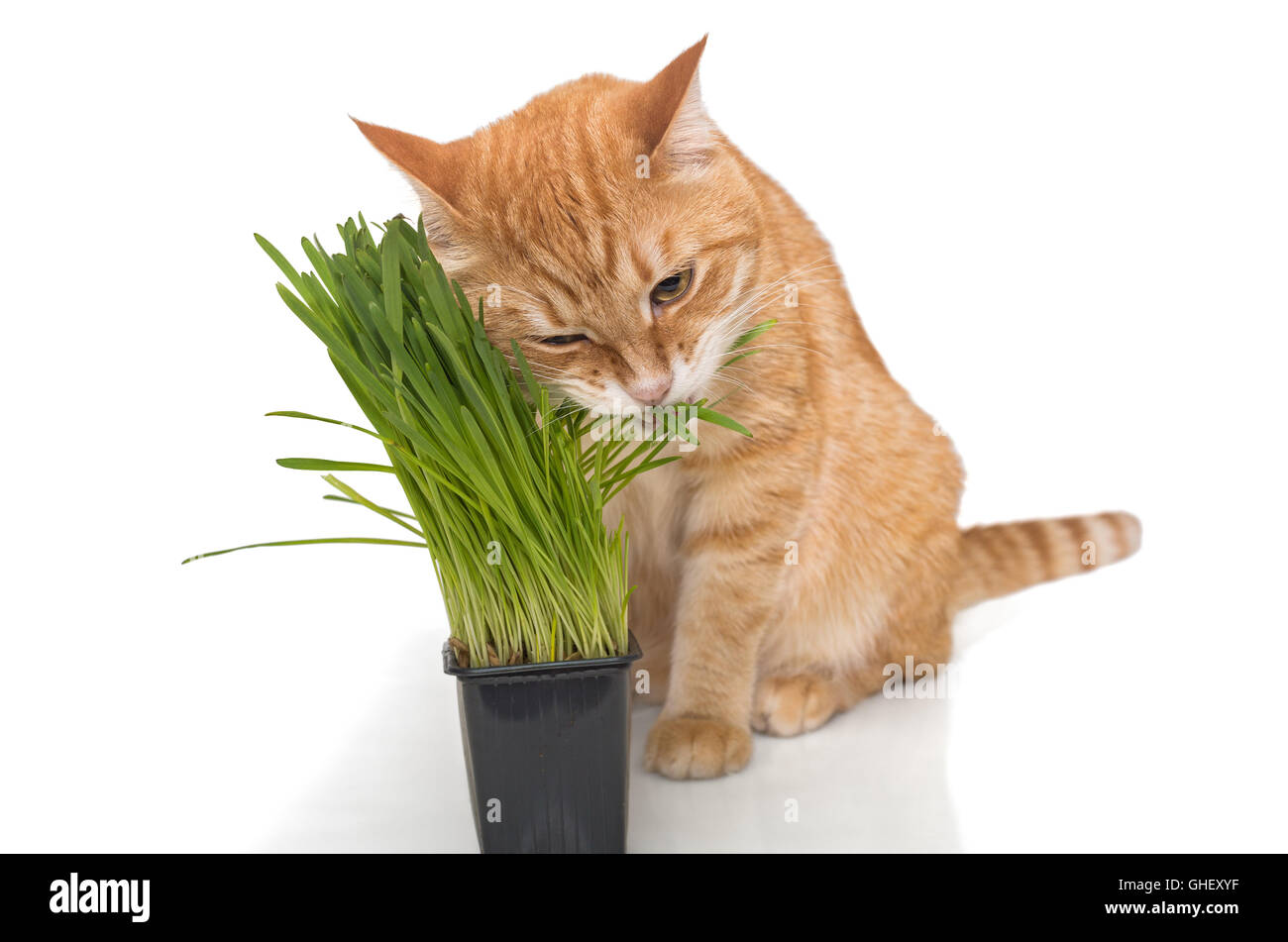 грин кэт. кот ест на зеленом фоне. кошка ест спирулину. кот ест на зеленом фоне. кот ест на зеленом фоне.